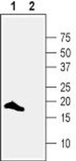 VAMP-2 Antibody in Western Blot (WB)