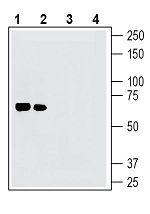 Netrin-1 Antibody in Western Blot (WB)