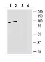 NGL-2/LRRC4 (extracellular) Antibody in Western Blot (WB)