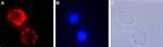 TrkA (extracellular) Antibody in Immunocytochemistry (ICC/IF)