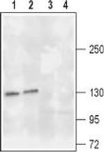 TrkA (extracellular) Antibody in Western Blot (WB)