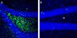 LAT2 (SLC7A8) (extracellular) Antibody in Immunohistochemistry (Frozen) (IHC (F))