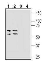 LAT2 (SLC7A8) (extracellular) Antibody in Western Blot (WB)