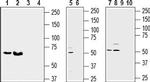 SLC38A1 Antibody in Western Blot (WB)