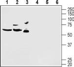 KV4.2 Antibody in Western Blot (WB)