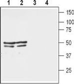 KV1.3 (KCNA3) (extracellular) Antibody in Western Blot (WB)