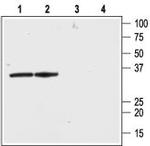 KV beta 2 Antibody in Western Blot (WB)