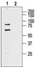 KV4.1 (KCND1) Antibody in Western Blot (WB)