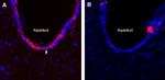 Kv6.4 (KCNG4) Antibody in Immunohistochemistry (Frozen) (IHC (F))