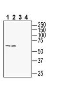 Kv6.4 (KCNG4) Antibody in Western Blot (WB)