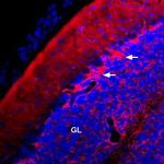 KV1.1 (KCNA1) (extracellular) Antibody in Immunohistochemistry (Frozen) (IHC (F))