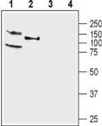 KCNQ4 Antibody in Western Blot (WB)