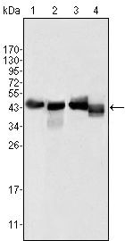Apolipoprotein A4 Antibody in Western Blot (WB)