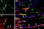 P2X7 Receptor Antibody in Immunohistochemistry (Frozen) (IHC (F))