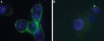 P2X7 Receptor (extracellular) Antibody in Immunocytochemistry (ICC/IF)