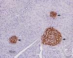 P2Y14 Receptor (extracellular) Antibody in Immunohistochemistry (Paraffin) (IHC (P))