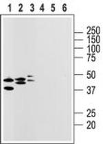 P2Y14 Receptor (extracellular) Antibody in Western Blot (WB)