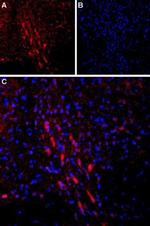 PTH1R (extracellular) Antibody in Immunohistochemistry (Frozen) (IHC (F))