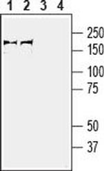 Plexin-A3 (extracellular) Antibody in Western Blot (WB)