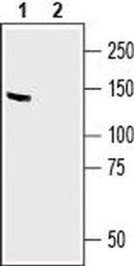 MAGI2/AIP1 Antibody in Western Blot (WB)