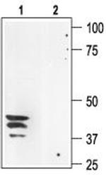 Aquaporin 3 Antibody in Western Blot (WB)