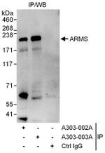 ARMS Antibody in Immunoprecipitation (IP)