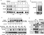 Phospho-JNK1/JNK2 (Thr183, Tyr185) Antibody in Western Blot (WB)