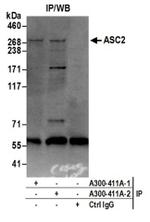 ASC2 Antibody in Western Blot (WB)