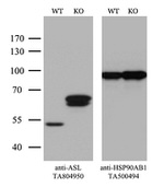 ASL Antibody in Western Blot (WB)