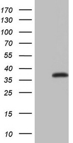 ASPA Antibody in Western Blot (WB)