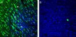 5HT2A Receptor (HTR2A) (extracellular) Antibody in Immunohistochemistry (Frozen) (IHC (F))