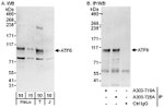 ATF6 Antibody in Western Blot (WB)