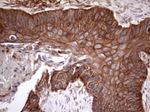 ATP6V1C2 Antibody in Immunohistochemistry (Paraffin) (IHC (P))