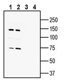 AXL (extracellular) Antibody in Western Blot (WB)