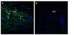 Oxytocin Receptor Antibody in Immunohistochemistry (Frozen) (IHC (F))