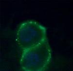 ZACN (extracellular) Antibody in Immunocytochemistry (ICC/IF)