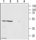 ZACN (extracellular) Antibody in Western Blot (WB)