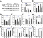 Actin Antibody in Western Blot (WB)