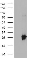 Adiponectin Antibody in Western Blot (WB)