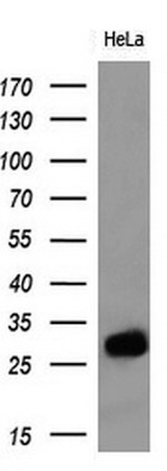 Adiponectin Antibody in Western Blot (WB)