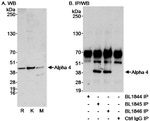 Alpha-4 Antibody in Western Blot (WB)