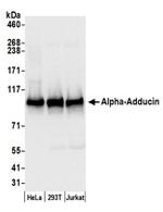 Alpha-Adducin Antibody in Western Blot (WB)