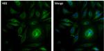 alpha Tubulin Antibody in Immunocytochemistry (ICC/IF)