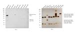 Rabbit IgG (H+L) Cross-Adsorbed Secondary Antibody in Western Blot (WB)