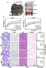 BrdU Antibody in Immunohistochemistry (IHC)