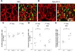 BrdU Antibody in Immunohistochemistry (IHC)