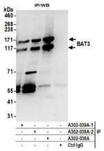 BAT3 Antibody in Western Blot (WB)