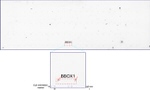 BBOX1 Antibody in Peptide array (ARRAY)