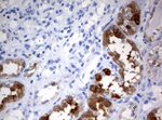 BBOX1 Antibody in Immunohistochemistry (Paraffin) (IHC (P))