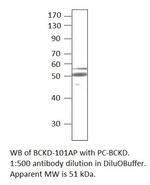 BCKDH Antibody in Western Blot (WB)